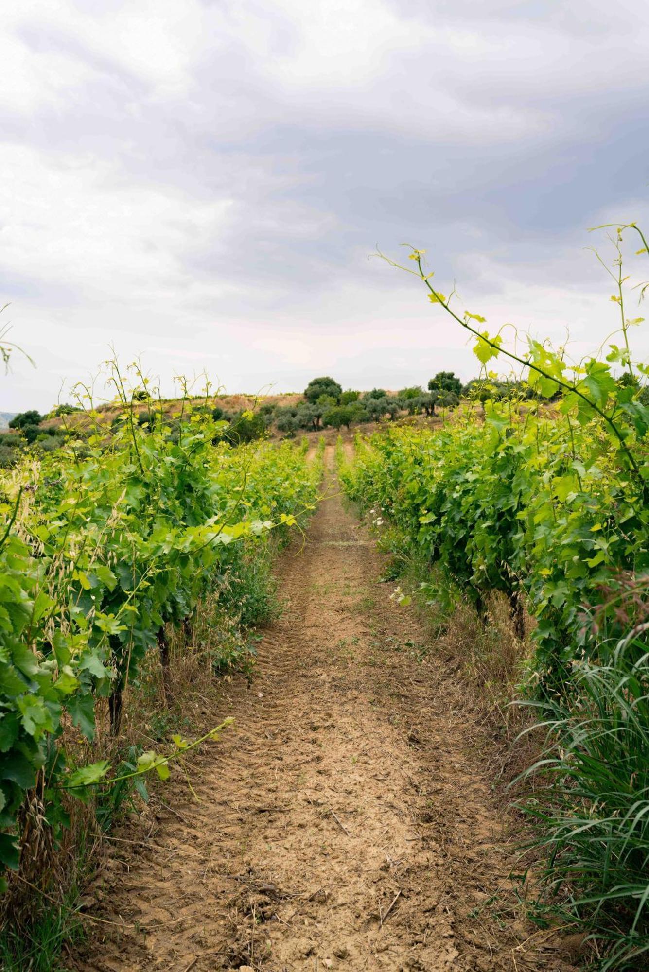 Judeka Agriresort Caltagirone Extérieur photo